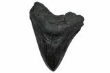 Fossil Megalodon Tooth - South Carolina #360783-1
